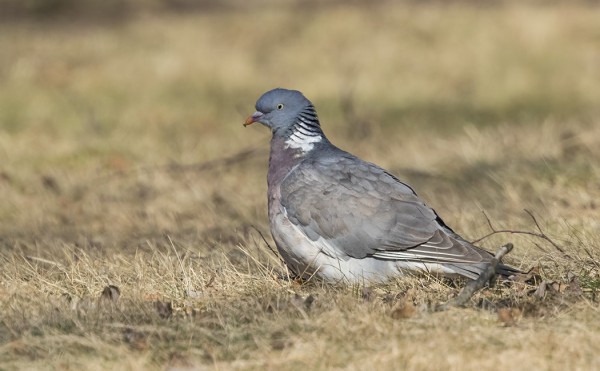 SEPELKYYHKY ON JO USEITA PÄIVIÄ VIIHTYNYT SAARESSA