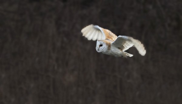 TORNIPÖLLÖJÄ NÄHTIIN TÄNÄÄN KOLME