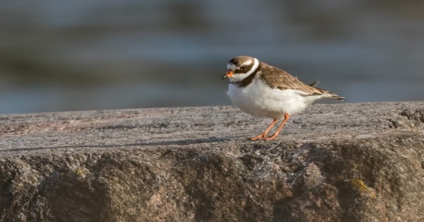 TYLLI SAAPUI ITÄRANNALLE
