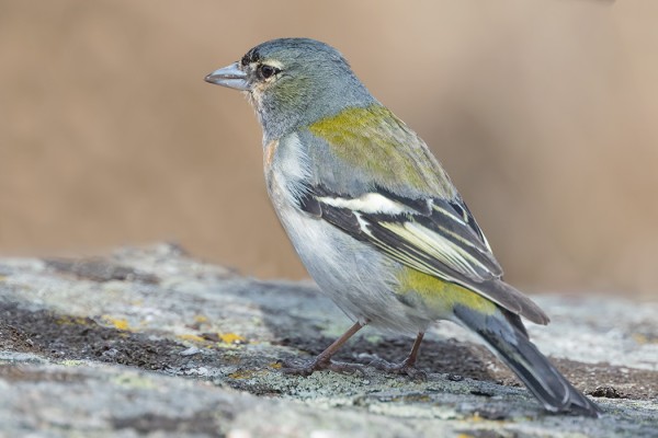 afrikanpeippo_05_Korppoo_04_18