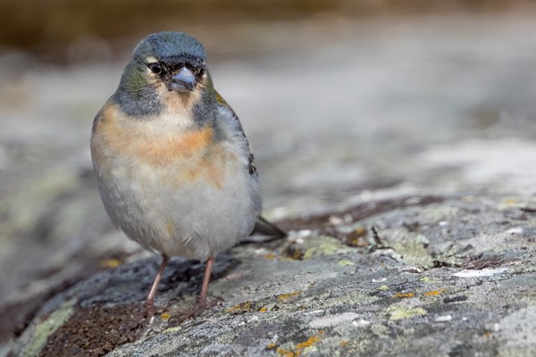AFRICANA-TYYPPINEN PEIPPO, JOLLA KUITENKIN VÄHÄN "VÄÄRÄNVÄRINEN" ALAPUOLI JA LIIAN VÄHÄN VALKOISTA PYRSTÖSULISSA