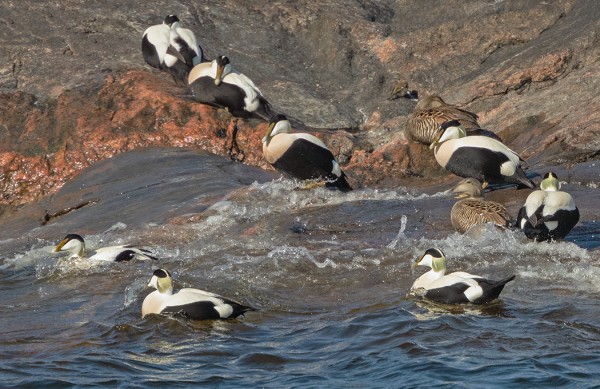 HAAHKAT ALKAVAT NOUSTA MAIHIN MAHDOLLISIA PESÄPAIKKOJA KATSASTAMAAN