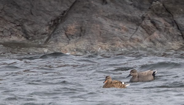 ENSIMMÄISET HARMAASORSAT SAAPUIVAT EILEN