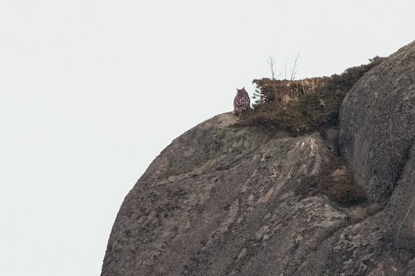 HUUHKAJA NÄYTTÄYTYY SILLOIN TÄLLÖIN MYÖS PÄIVÄSAIKAAN KOBBANEILLA - KUVA OTETTU PÄÄSAARELTA