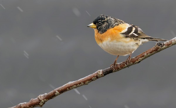 JÄRRIPEIPPOJA ON VIELÄ NIUKASTI VERRATTUNA PEIPPOIHIN
