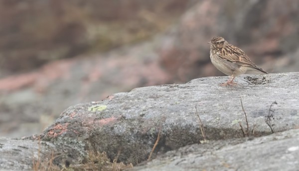 KANGASKIURUJA ON MUUTAMA PÄIVITTÄIN