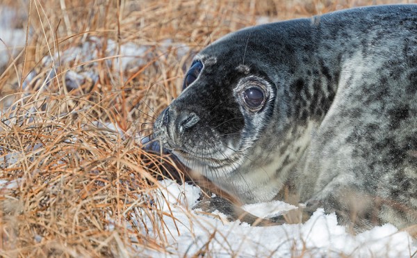 EKSYNYT KUUTTI TOIMITETTIIN RIKU LUMIARON YM TOIMESTA TAKAISIN RANNALLE