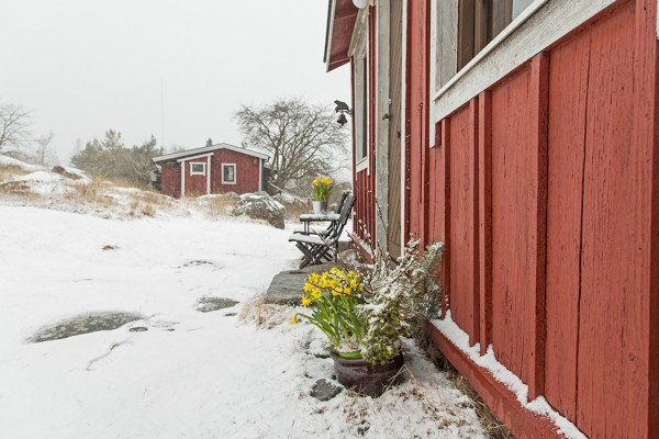 PÄÄSIÄISNARSISSIMME JOUTUIVAT KOVILLE LUMITUISKUSSA