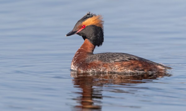 PARI MUSTAKURKKU-UIKKUA SAAPUI SAUNALAHDELLE