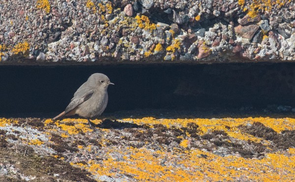 MUSTALEPPÄLINTUJA ON OLLUT PÄIVITTÄIN, VARMAAN PARI ERI YKSILÖÄ