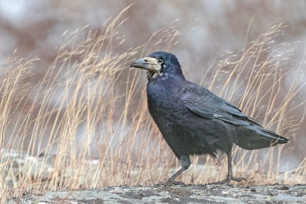 VANHA MUSTAVARIS ON TYKÄSTYNYT SAAREEN
