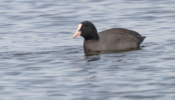 NOKIKANA ON UTÖSSÄ KOVEMPI HARVINAISUUS KUIN VAIKKAPA LIEJUKANA