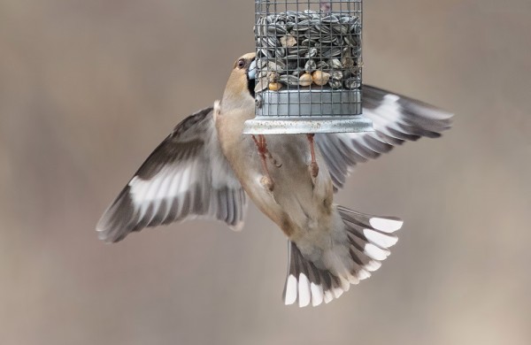 NOKKAVARPUSELLA ON PÄHKINÄNÄLKÄ