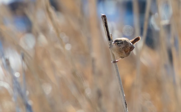 PEUKALOISTEN JOUKOSSA LIENEE SEKÄ TALVEHTINEITA ETTÄ JO MUUTTAVIAKIN