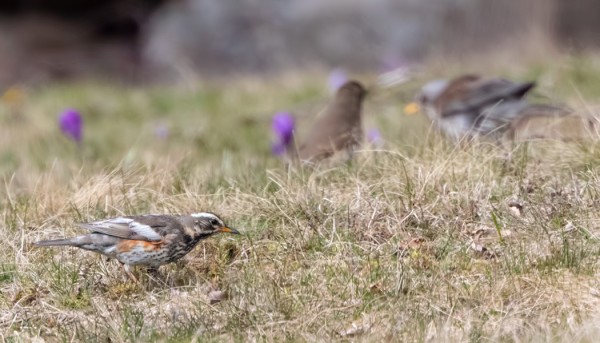 SAARESSA KÄVÄISI ERIKOISEN VÄRINEN PUNAKYLKIRASTAS