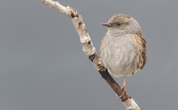 RAUTIAISTEN MUUTTO ALKAA JO HIIPUA