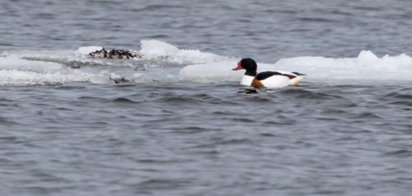 RISTISORSA VIIHTYY SAAREN ITÄPUOLEN RANNOILLA