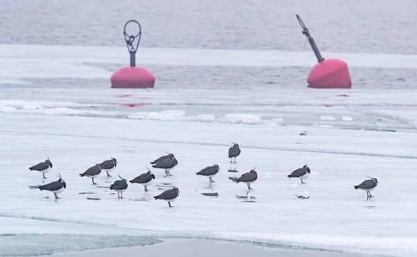 TÖYHTÖHYYPÄT LEPÄILIVÄT SATAMALAHDEN JÄÄLLÄ