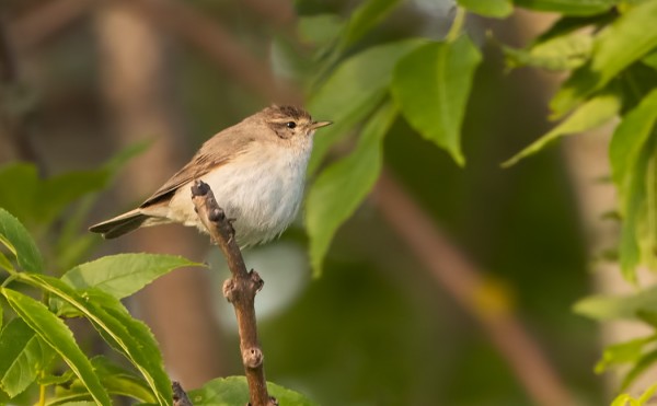IDÄNTILTALTTI AAMULLA KAUPAN NURKILLA