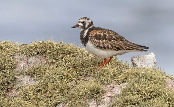 KARIKUKKOJA PESII UTÖSSÄ 3 PARIA