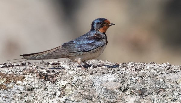 HAARAPÄÄSKYJÄ PESII UTÖSSÄ USEITA PAREJA