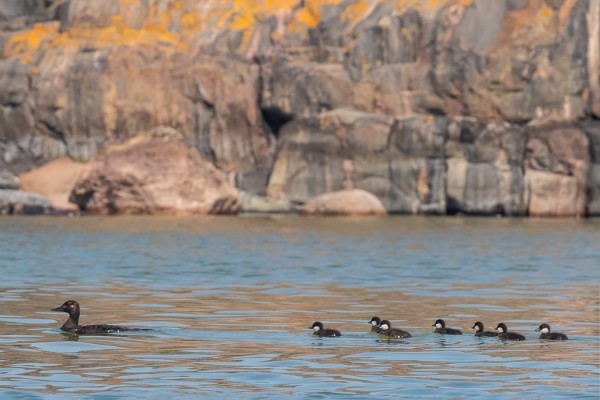 PILKKASIIPIPOIKUEITA ON NÄKYNYT PARI KAPPALETTA