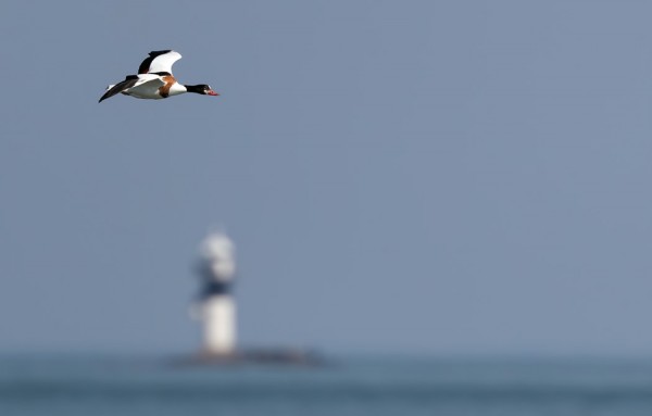 NAARAS RISTISORSA JA BOKULLAN LOISTO