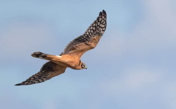 NUORI AROSUOHAUKKA KÄVI ITÄNIITYLLÄ USEITA KERTOJA