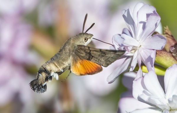 ETELÄNPÄIVÄKIITÄJÄT OVAT ILMESTYNEET UTÖHÖN