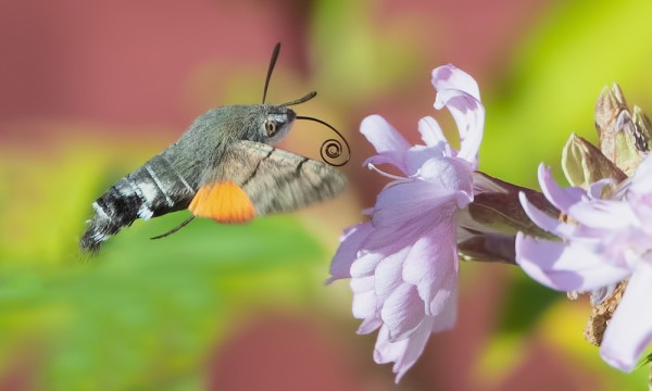 ETELÄNPÄIVÄKIITÄJIÄ RIITTÄÄ