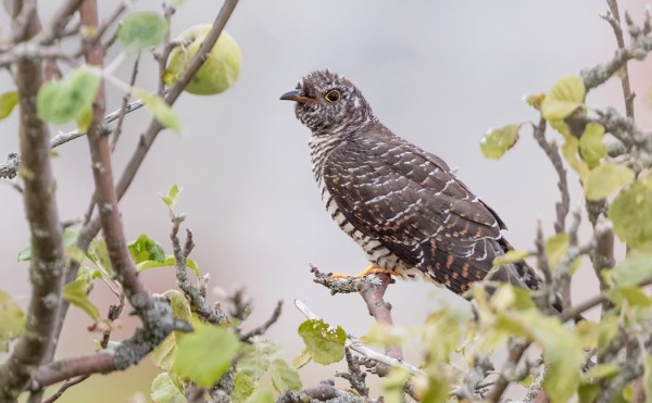 NUORIA KÄKIÄ NÄKYY LÄHES PÄIVITTÄIN