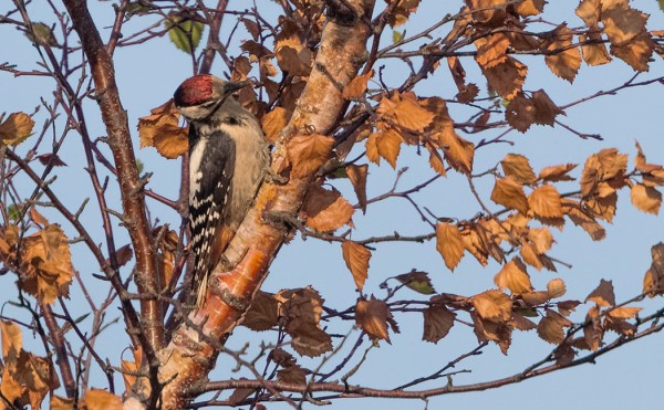 NUORIA KÄPYTIKKOJA LIIKKUU PIENIÄ MÄÄRIÄ - KOIVUT ALKAVAT JO RUSKISTUA VEDEN PUUTTEESSA