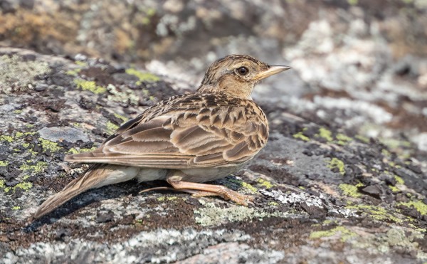 KIURULLA ON TOSI PITKÄ TAKAVARPAAN KYNSI
