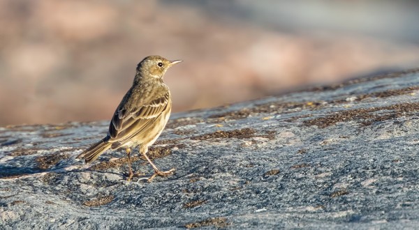 LUOTOKIRVISPOIKUE LENTELI LUOTSIASEMAN EDUSTALLA