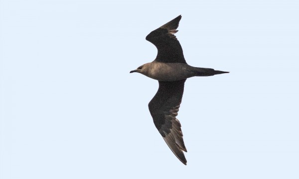 MERIKIHUJA PYÖRII VIELÄ LÄHIVESILLÄ