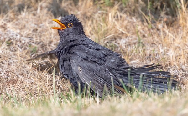 KUUMUUS LAITTAA MUSTARASTAANKIN LÄÄHÄTTÄMÄÄN