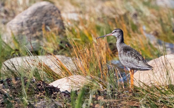 NUORIA MUSTAVIKLOJA ON MUUTOLLA