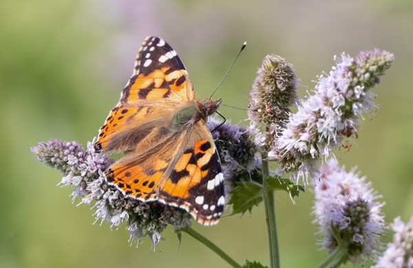 OHDAKEPERHOSIA ON NÄKYNYT VIELÄ NIUKASTI
