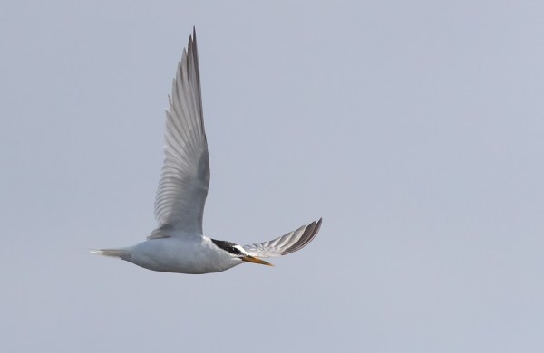 pikkutiira_01_Korppoo_08_18