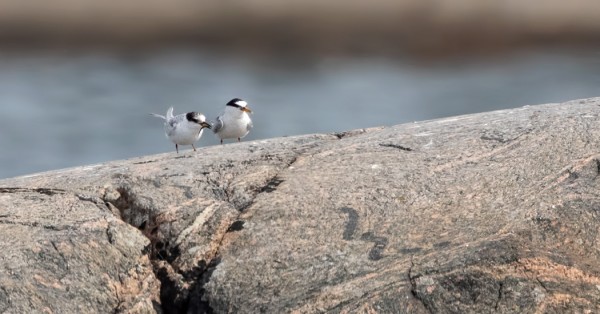 VANHA JA NUORI PIKKUTIIRA ITÄRANNALLA - HARVINAISTA HERKKUA UTÖSSÄ