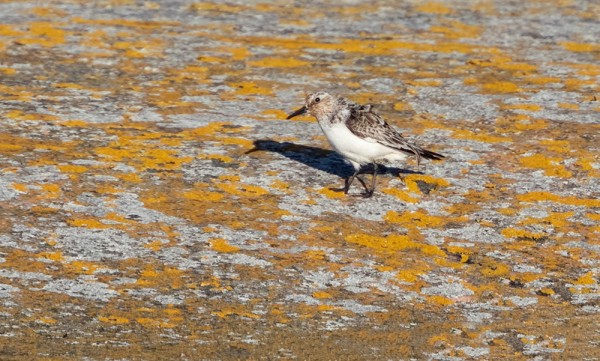 VAIHTOPUKUINEN PULMUSSIRRI KÄVÄISI LUOTSIASEMAN ALAPUOLELLA