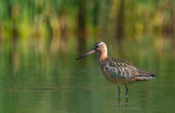 VANHA PUNAKUIRI VIIHTYY ITÄRANNALLA