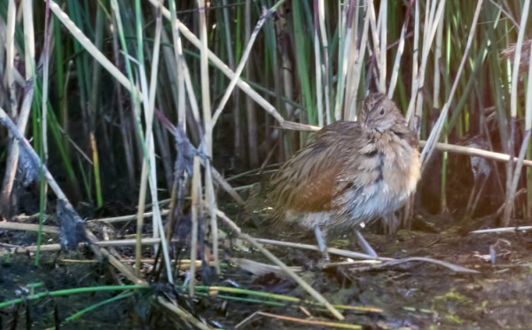 YLLÄTYS ITÄRANNALLA - RUISRÄÄKKÄ RANNALLA