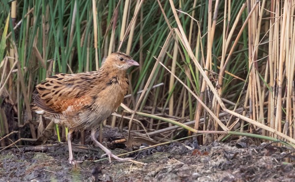 NUORI RUISRÄÄKKÄ NÄYTTÄYTYI TÄNÄÄN HETKEN AJAN IHAN KUNNOLLA