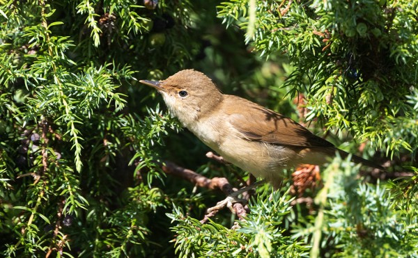 RYTIKERTTUNEN KATAJASSA - EI IHAN TYYPPIPAIKKA