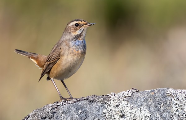 NUORI KOIRAS SINIRINTA, JO SYKSYN TOINEN
