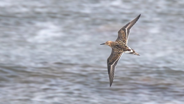 SUOKUKKOJA ON HARVAKSELTAAN JOKUNEN (Kuva: Outi Sarjakoski)
