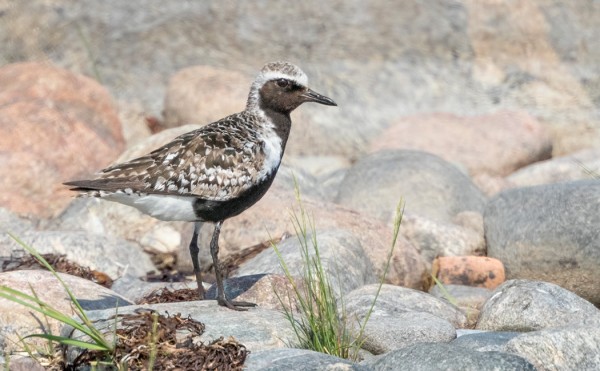 TUNDRAKURMITSA VIIHTYY EDELLEEN ITÄRANNALLA