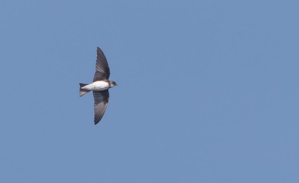 TÖRMÄPÄÄSKYJÄ ON NÄKYNYT MUUTAMA