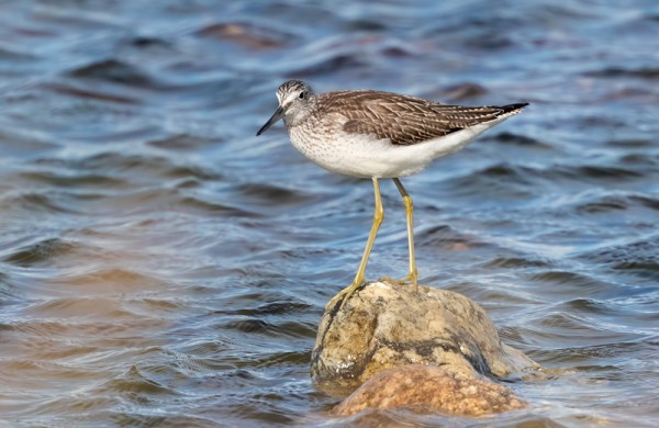 VALKOVIKLOJA RIITTÄÄ